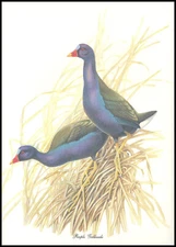 Illustration Print - Purple Gallinule - Menaboni Bird Art - 34