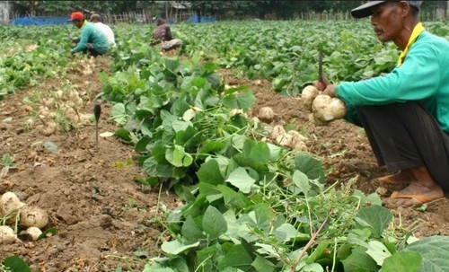 100++ Jicama Yam Bean Seedss (Pachyrhizus erosus) Mexican Turnip - Picture 6 of 9