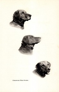 Chesapeake Bay Retriever Heads Print 1940s Gundog Hunting Dog 6425a