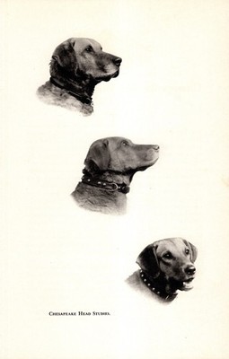 Chesapeake Bay Retriever Heads Print 1940s Gundog Hunting Dog 6425a
