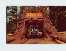 Postcard Chandelier Drive-Thru Tree Underwood Park Redwood Highway California