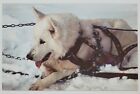 Postcard Alaskan Sled Dog Siberian Husky 1968 Alaska Usa A1
