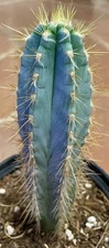Blue Torch Cactus Pilsocereus Pachycladus Live Succulent Great Gift