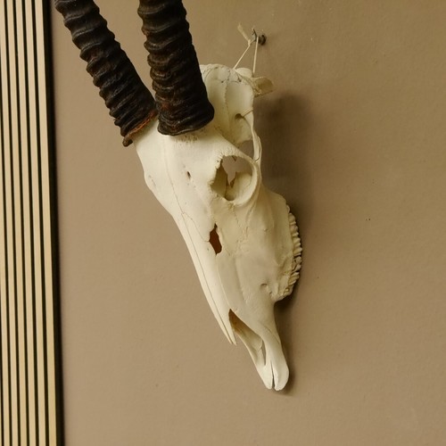 Orix ( Gazella) Hl 88 CM Antílope Gacela Gemsbok África Trofeo de Calavera - Imagen 7 de 10