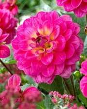 1 "El Santo" Decorative Dahlia - Large Size #1 Bulb - US Seller