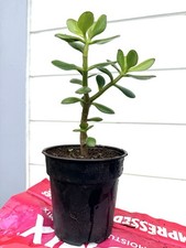 2x 12  -14  Rooted Jade / Money Plant Live Bonsai Tree Start