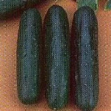 Early Triumph Cucumbers Seeds (25 Seed Packet) (More Heirloom, Organic, Non GMO,