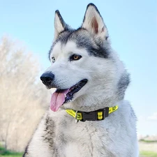 Pets First John Deere Pet Collar (S) and Leashes (M and L)