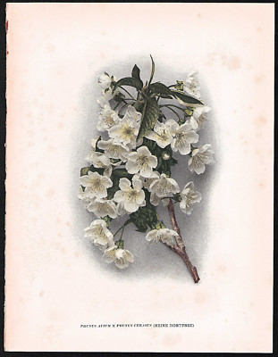 1915 Original Antique Cherry Print Prunus Avium x Prunus Cerasus Cherry Blossom