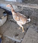 12 HATCHING EGGS POSSIBLE INDIOS-AYAMS-JERSEY  GIANT-ISABELLA*READ DESCRIPTION* — photo 3