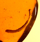 Beautiful Albino Millipede in Burmite Amber Fossil Gemstone Dinosaur Age
