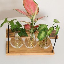 Hydroponic Flower Vase with Wooden Stand Glass Vase for Window Office Garden