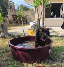 PISCINA BAGNO BAGNETTO CANE MASTELLO LT 275 TONDO PER VINO ENOLOGIA D.110X35H Cm