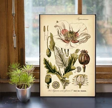 Opium Poppy Papaver somniferum Botanical Medicinal Plants Art Poster Wall Art