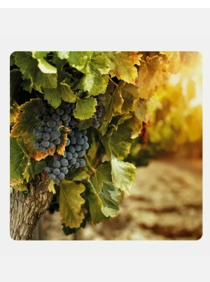 CONCIME NPK 20-20-20 MICROELEMENTI ORTO GIARDINO 1 KG AZOTO FOSFORO POTASSIO - Immagine 4 di 4