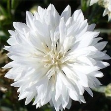 Tall White Bachelor Button Cornflower Seeds. 250 Seeds. Free Shipping 