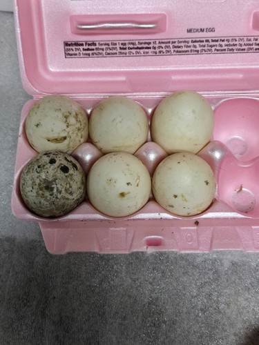 6 Fertile Duck Hatching Eggs Barnyard Mixed Homestead Free Range Incubator Eggs