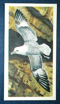 FULMAR Northern Fulmar Petrel Vintage 1957 Illustrated Bird Card CE02M