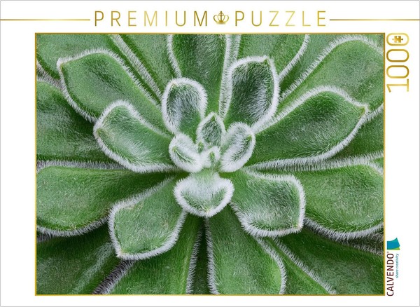 "Calvendo Puzzle An Image From The \"Succulent Gallery\" Calendar | 1000 Pieces, Fi"-image