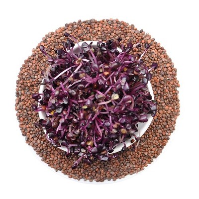 Roter Sango-Rettich - Keimsaat 250g