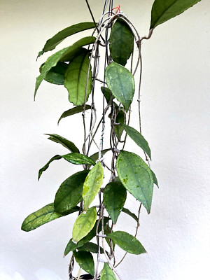 Hoya finlaysonii ripple big leaves 12-25 inches well rooted. 