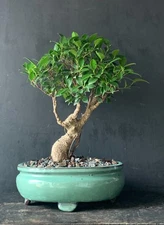 bonsai trees for sale,live plant, glazed pot, Japanese style, indoor/outdoor