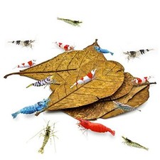 10 Pcs Catappa Indian Almond Leaves for Shrimp Medium 4-7", 10 pcs 