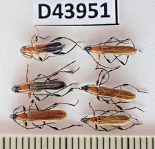 D43951. Insects, Beetles. Cerambycidae sp. Vietnam South