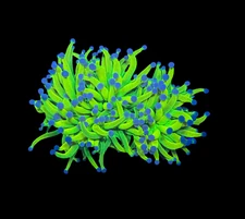 WYSIWYG Holy Grail Torch Live Coral – Frag Euphyllia LPS for Reef Aquarium