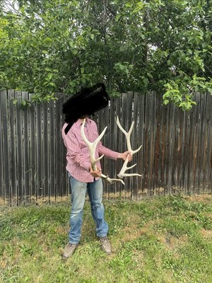Elk Matched 5x5 Elk Antler Set Large Bull Elk Sheds Pair Natural Decor Taxidermy