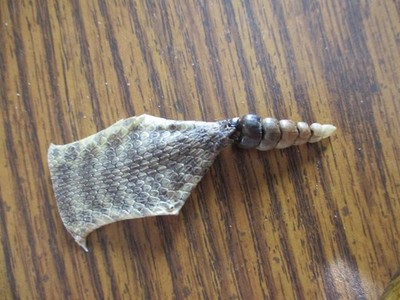 Rattlesnake rattles w/ skin rattle snake art  jewlery education rattlers C3