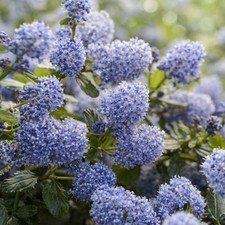 Ceanothus Repens Small Hardy Evergreen Flowering Shrub Plant | 17cm/2L
