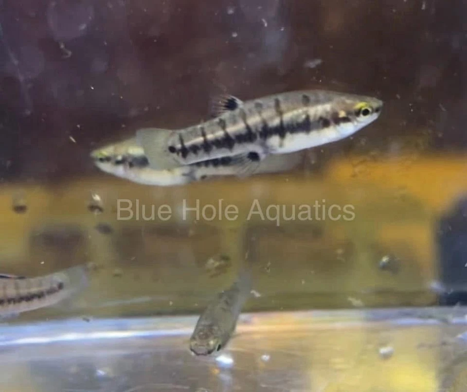 2 Pairs  Least Killifish (Heterandria formosa) Captive Bred, Live Fish - Image 2 of 4