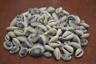 800 PCS DRILLED 2 HOLE PURPLE TOP COWRIE COWRY SEA SHELL BEADS
