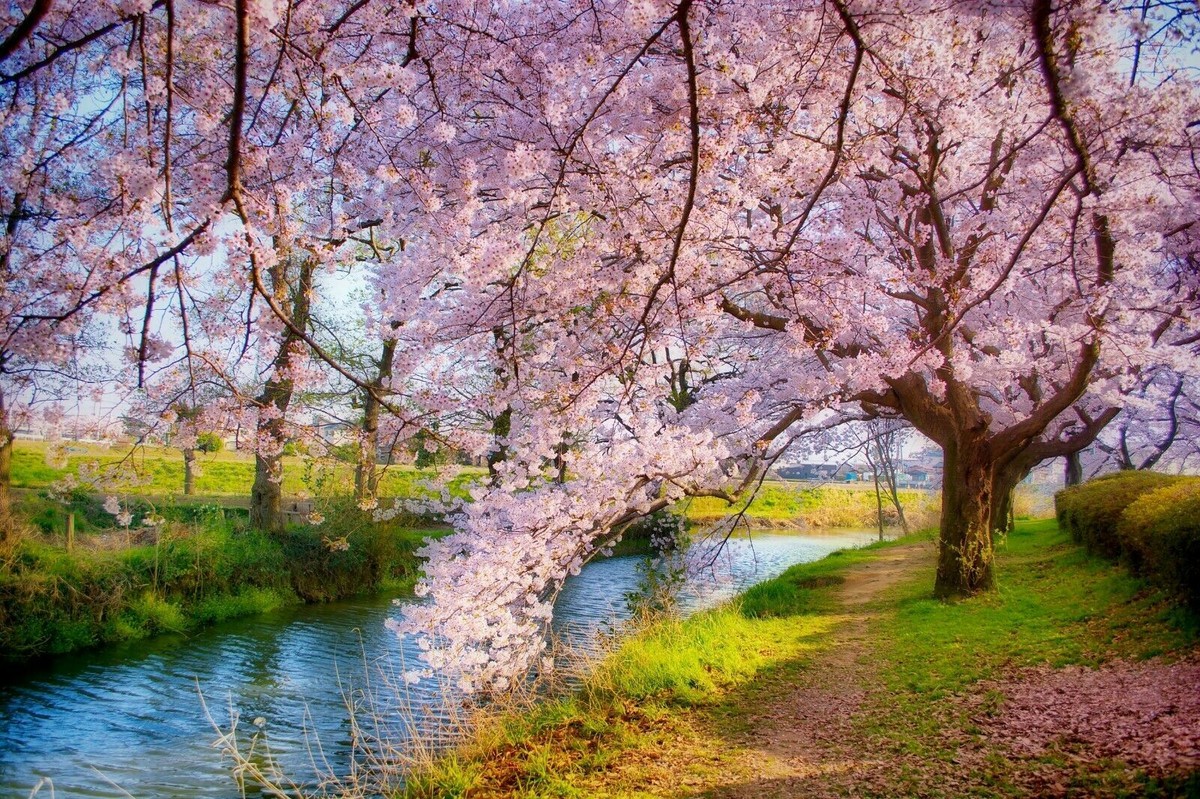 Photo Wall Mural-BLOSSOM CHERRY LAKE-(4205)-NON WOVEN-Wallpaper