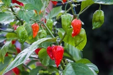 25+ Super-Hot Ghost Pepper | NON-GMO | Pepper Seeds. Free Shipping