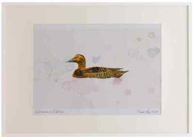 A2 eider female Watercolour Ltd Edition Picture Framed