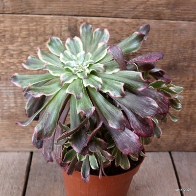D7364 AEONIUM SP. VARIEGATED pot12-H22-W21 cm MaMa Cactus