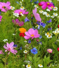 2GRAM-SEEDS - WILDFLOWER SEED MIX - BUY 2 GET 1 FREE-FAST DELIVERY-UK SELLER