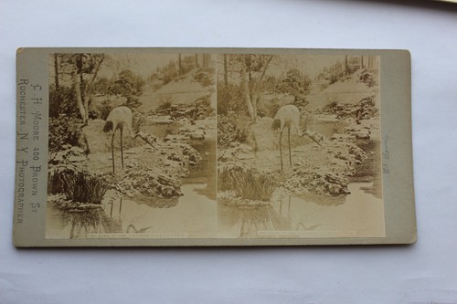 St Louis Fair Stereoview Lot Festival Hall Tag & Nacht Japanische Gärten CH Moore - Bild 8 von 11