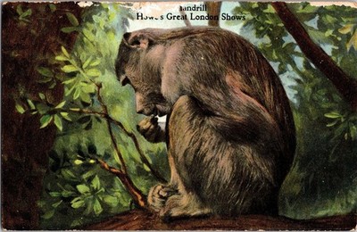 Mandrill Monkey Howes Great London Shows Postcard Illustrated Germany