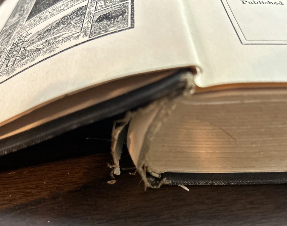 BLACK FOREST SIGNED H. W. SHOEMAKER Pennsylvania Mountain Stories 1914 - Image 2 of 4