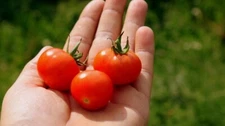 50 Cherry Tomato Seeds Large | NON-GMO |  Heirloom | Fresh Vegetable Seeds USA