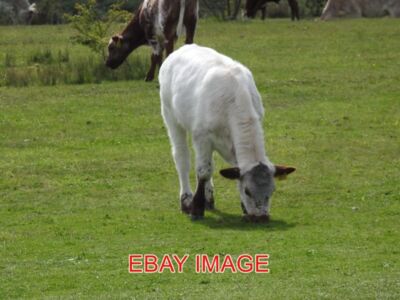 FOTO LESEN KÜHE GRASEN AUF GREENHAM COMMON