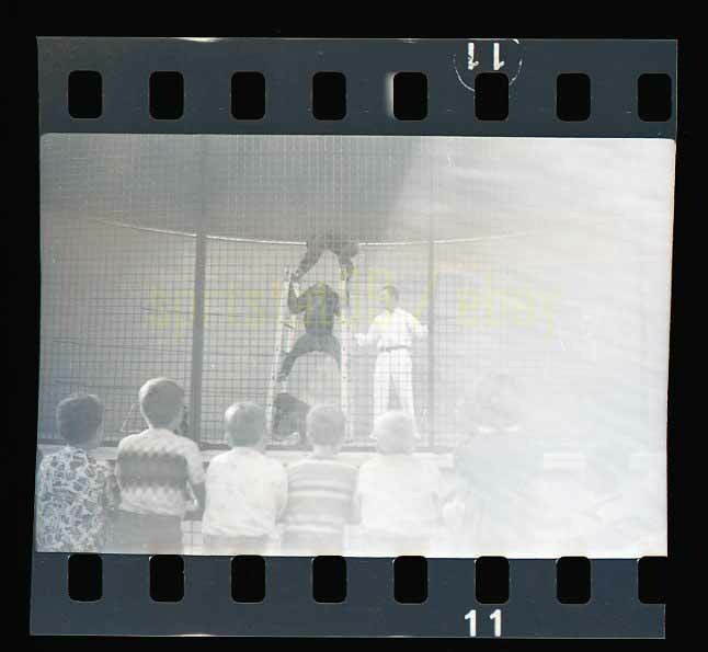 Bonzo the Chimpanzee - 1950s Animal Show - Vintage Circus Negative