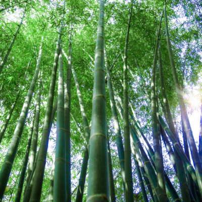 Dendrocalamus - Guadua Bamboo Blog