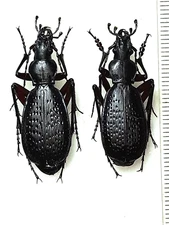 Carabidae, Carabus (Tribax) hurkai pair A1, N. Georgia