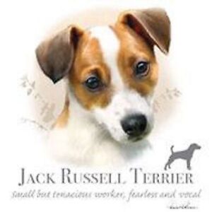 Jack Russell Size Chart