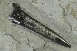 Fossil Belemnite Rostrum Acrocoelites 2.1" Jurassic Holzmaden Germany COA 7215