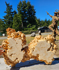 Live Edge Maple Wood Burl Slab